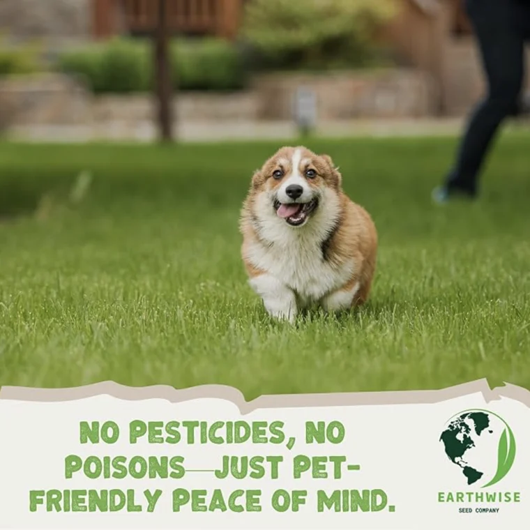 Earthwise x PetLawn | Alternative Lawn Seed