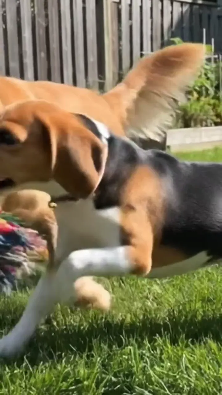 AI product video still — Earthwise PetLawn product storytelling campaign